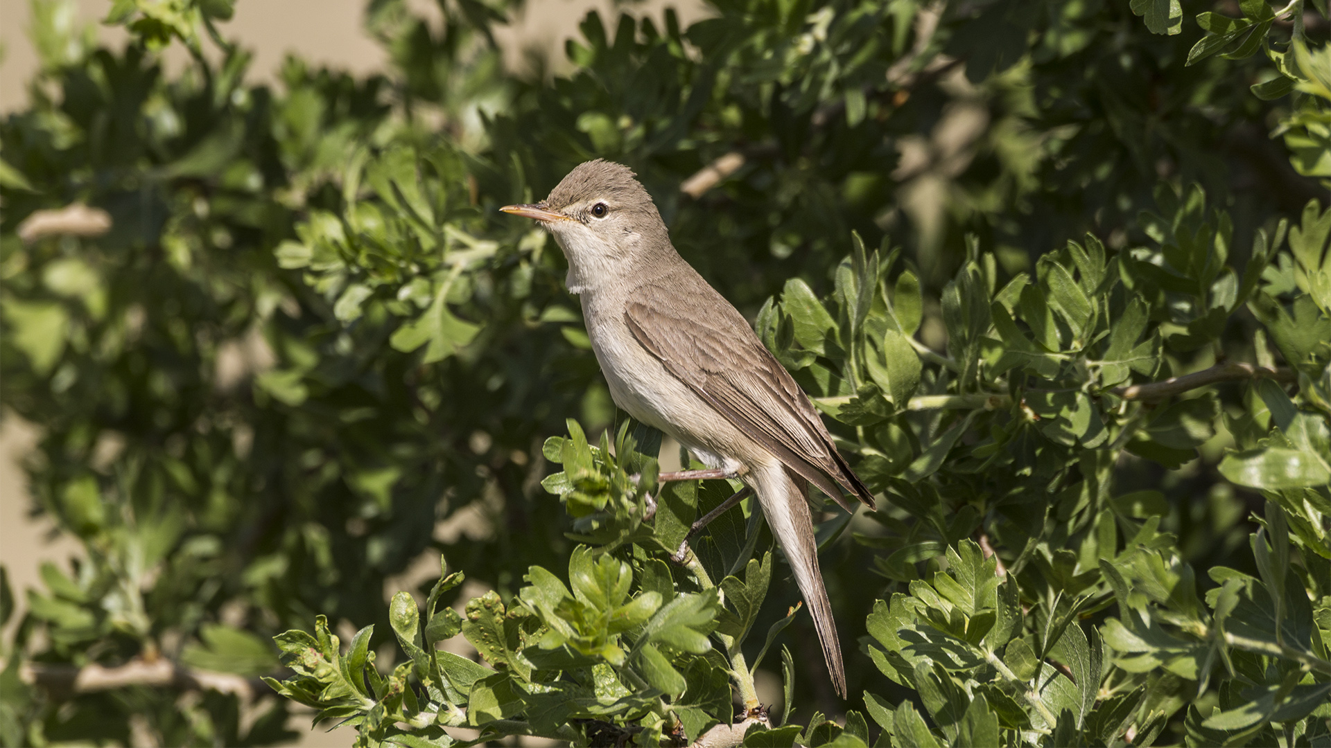 Upcher's Warbler